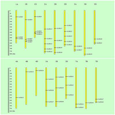 Genome-wide identification, characterization, evolution, and expression pattern analyses of the typical thioredoxin gene family in wheat (Triticum aestivum L.)